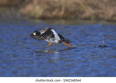 Common Goldeneye Duck