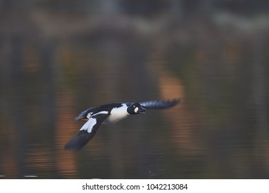 Common Goldeneye Duck