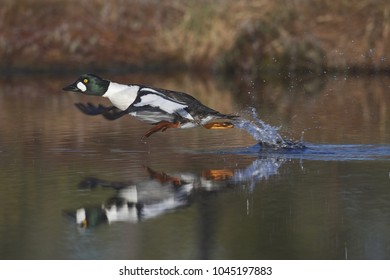 Common Goldeneye Duck