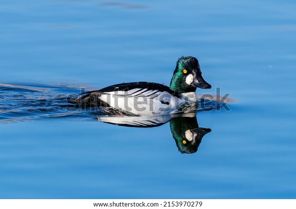 A Common Goldeneye duck swimming in\
calm, blue waters with a nice head\
reflection.