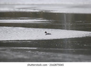 Common Goldeneye (female) Swimming In An Icy Lake