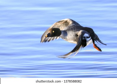 Common Goldeneye Fly