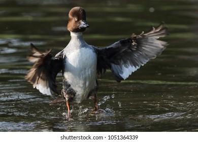 Common Goldeneye Water