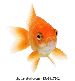 Common Goldfish Isolated On White Background 