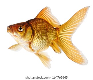 Common Goldfish Isolated On White Background 