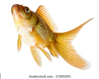 Common Goldfish Isolated On White Background 