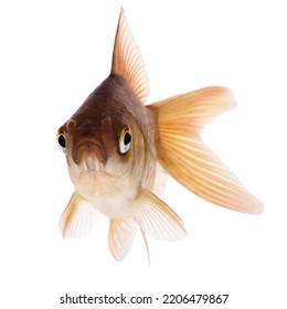 Common Goldfish Isolated On White Background 