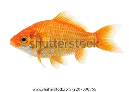 Common Goldfish Isolated on White Background 