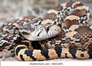 Common Gopher Snake