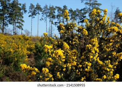 Common Gorse growing on heathland in southern England. 