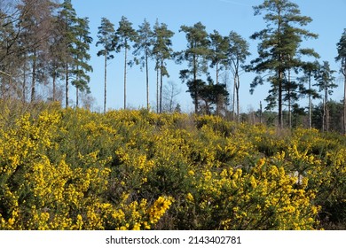 Common Gorse growing on heathland in southern England. 