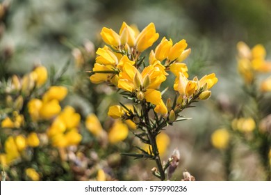 Common Gorse Or Ulex Europaeus