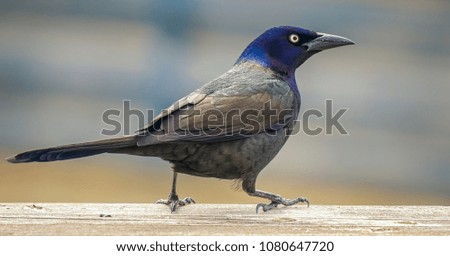 A Common Grackle (1)