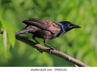 Common Grackle