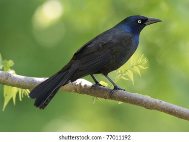 Common Grackle