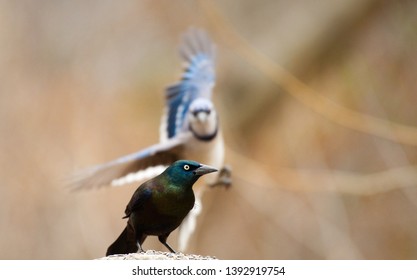 Common Grackle Is Being Attacked By Blue Jay. Normally These Species Don't Fight, Unless They They Are Trying To Eat The The Same Food Given By Some Park Visitors. 