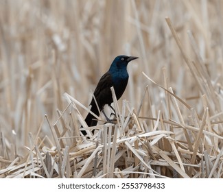 A common grackle bird in its natural habitat - Powered by Shutterstock