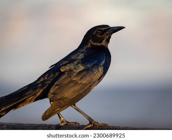 Common Grackle bird on near water. The common grackle (Quiscalus quiscula) is a large icterid found in large numbers through much of North America. Adult common grackles have a long and dark bill.  - Powered by Shutterstock