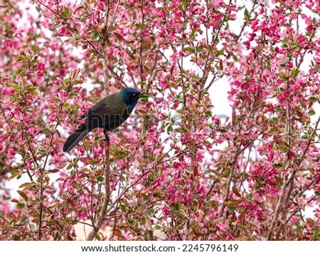 A Common Grackle (Bronzed Grackle) perched on a flowering pink Crabapple tree in early Springtime.