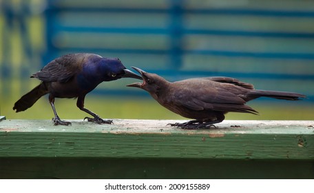 A Common Grackle Male Feeding a Fledgling - Shutterstock ID 2009155889
