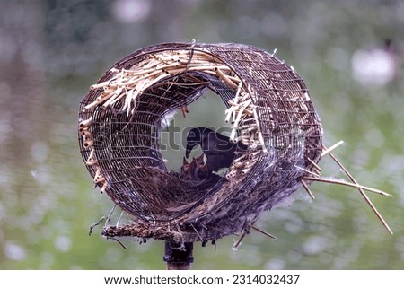 Common grackle nesting  inside an artificial duck nest. Adult grackle bird while feeding young in a nest