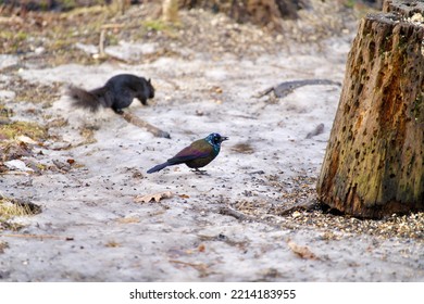 Common Grackle On Snow Ground In Lampton Woods, Toronto, Ontario, Canada