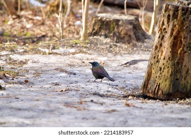 Common Grackle On Snow Ground In Lampton Woods, Toronto, Ontario, Canada