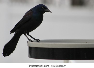 A Common Grackle Perched On A Heated Bird Bath Filled With Water.  The Bird Is Looking Dark And Mysterious Thanks To The Blackened Plumage, Black Feet And Legs, And Black Beak On On A Dreary Day.