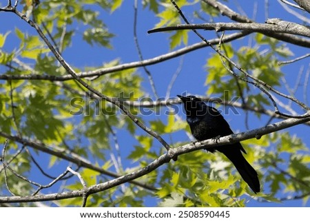 Common Grackle Perched on Tree Branch in Chicagoland Forest Preserve