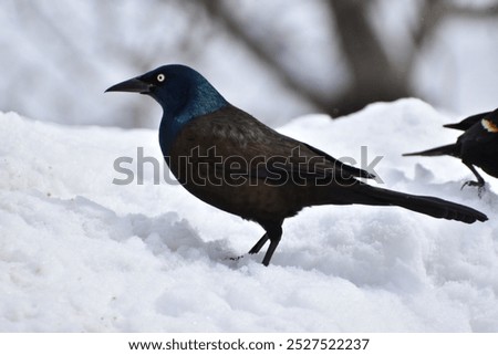 A common grackle in spring