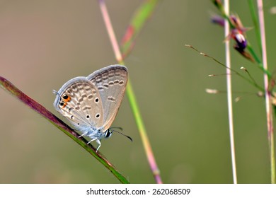 Common Gram Blue Butterfly During Last Days Of Monsoon.