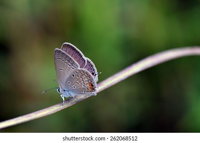 Common Gram Blue Butterfly During Last Days Of Monsoon.