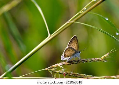 Common Gram Blue Butterfly During Last Days Of Monsoon.