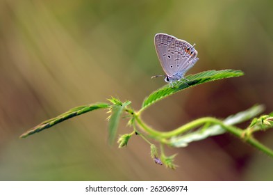 Common Gram Blue Butterfly During Last Days Of Monsoon.