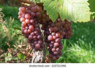 Common grape vine (Vitis vinifera), Rhine Valley, Germany
