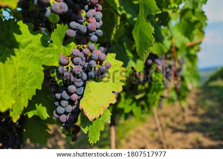 The Common Grape Vine (Vitis Vinifera) in Palava Protected Landscape Area in Moravia, Czech Republic. Red Grapes in Czech Vineyard.