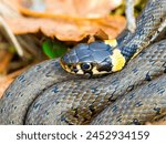 Common grass snake basks in the sun