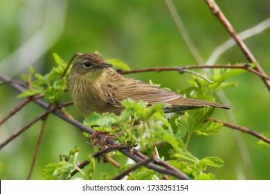 Common Grasshopper Warbler (Locustella Naevia)