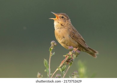 The Common Grasshopper Warbler (Locustella Naevia)