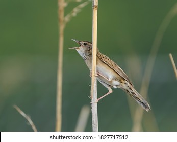 Common Grasshopper Warbler In Its Natural Enviroment