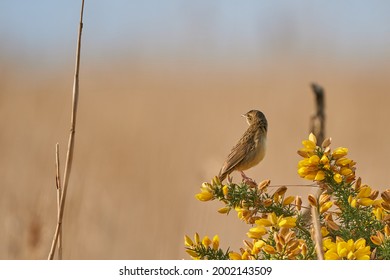 Common Grasshopper Warbler Perched On A Gorse