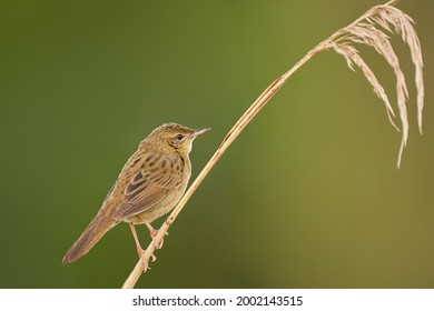 Common Grasshopper Warbler Perched On A Reed