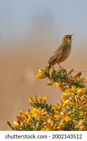 Common Grasshopper Warbler Singing On A Gorse