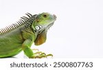 common green American iguana - Iguana iguana - is a large, arboreal, mostly herbivorous species of lizard Isolated on white background. Nuisance invasive species in South Florida.  can be orange color