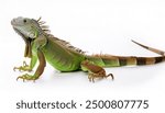 common green American iguana - Iguana iguana - is a large, arboreal, mostly herbivorous species of lizard Isolated on white background. Nuisance invasive species in South Florida.  can be orange color