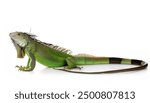 common green American iguana - Iguana iguana - is a large, arboreal, mostly herbivorous species of lizard Isolated on white background. Nuisance invasive species in South Florida.  Can be Orange color