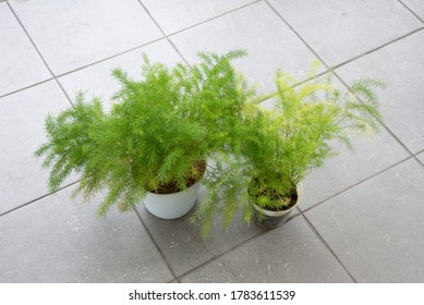 Common Green Asparagus Fern Houseplant