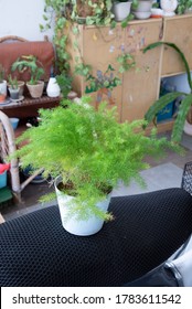 Common Green Asparagus Fern Houseplant