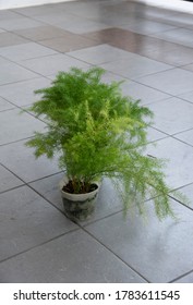 Common Green Asparagus Fern Houseplant