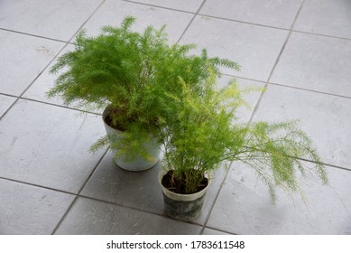 Common Green Asparagus Fern Houseplant